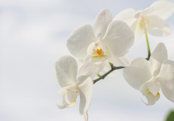 Fototapeta premium Delicate white orchid. Branch of a white orchid on a white background
