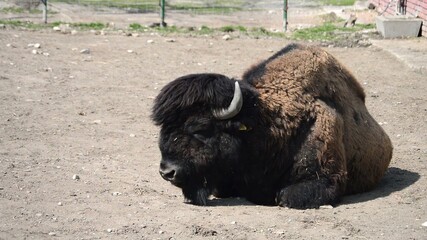 Bison Lying On The Ground