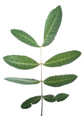 green leaf isolated on white background