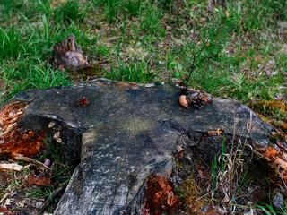 bumps lie on the old stump
