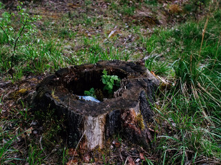 raspberry bush grows in the old stump