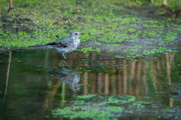 White Wagtail or Motacilla alba. Wagtails is a genus of songbirds. Wagtail is one of the most useful birds. It kills mosquitoes and flies, which deftly chases in the air