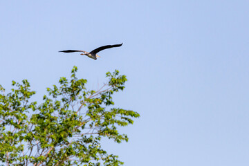 Grey heron or Ardea cinerea in flight