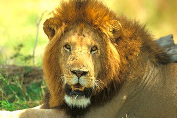 Fototapeta na wymiar Lion couché au regard perçant en safari big five au Masaï Mara Kenya