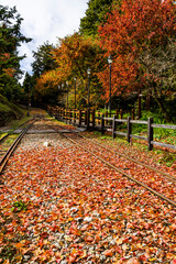 The railway is covered with maple leaves, Alishan Forest Railway.  Alishan Forest Recreation Area in Chiayi, Taiwan.