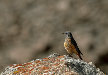 The common rock thrush, also known as rufous-tailed rock thrush or simply rock thrush, is a chat...