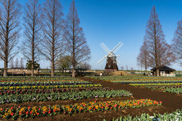 千葉県・あけぼの山農業公園・もう少しで満開のチューリップ畑
