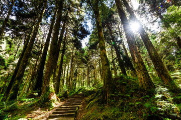 Fototapeta na wymiar Stone stair path through the green forest, Alishan Forest Recreation Area in Chiayi, Taiwan.