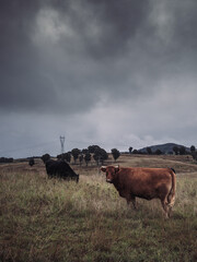 Cows in a field