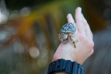 Crab on hand men with blur green background