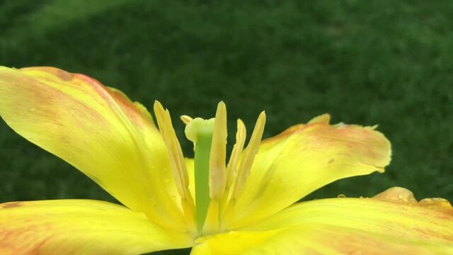 A fascinating video of a tulip that has color a transition (tulipa). Tulips were growing originally in Tian Shan Mountains and they were cultivated in Constantinople and they became the symbols of Ott