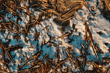 the texture of trees in winter next to snow