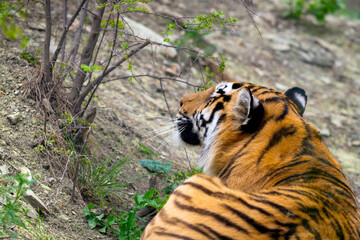 The back of the tiger lying on the ground
