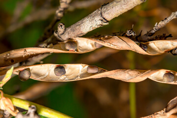 Peas that are attached to the pods that have broken out