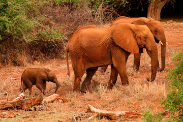 Famille Eléphants d'Afrique Loxodonta africana Samburu Kenya