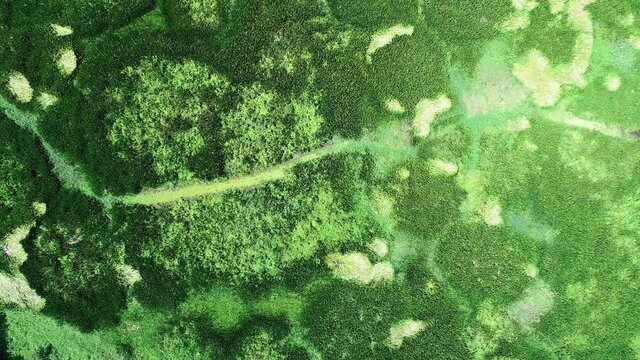 Aerial view video top down Drone fly over swamp or lake in beautiful sunrise or sunset sky Amazing nature view in the morning at Thale noi Phatthalung