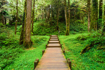 Fototapeta na wymiar Boardwalk paths through the green forest, Alishan Forest Recreation Area in Chiayi, Taiwan.