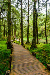 boardwalk paths through the green forest, Alishan Forest Recreation Area in Chiayi, Taiwan.
