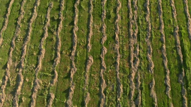 Aerial view. Agricultural field with freshly cut grass collected in smooth parallel lines. Harvesting hay for livestock or silage. Fresh cut grass in the field. Rowing hay into smooth rows for drying.