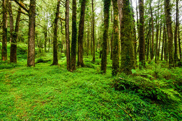 Beautiful green forest in the Alishan Forest Recreation Area in Chiayi, Taiwan.