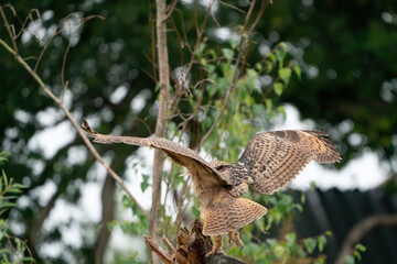 A Eurasian Eagle Owl or Eagle Owl. Land on a stump. . With spread wings. Seen from the back, in the woods
