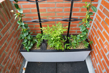 Greening a balcony with planters for climate adaptation