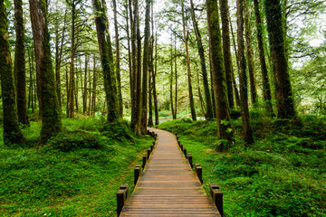 boardwalk paths through the green forest, Alishan Forest Recreation Area in Chiayi, Taiwan.
