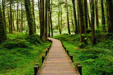 boardwalk paths through the green forest, Alishan Forest Recreation Area in Chiayi, Taiwan.