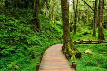 boardwalk paths through the green forest, Alishan Forest Recreation Area in Chiayi, Taiwan.
