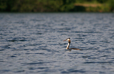 The great crested grebe (Podiceps cristatus).