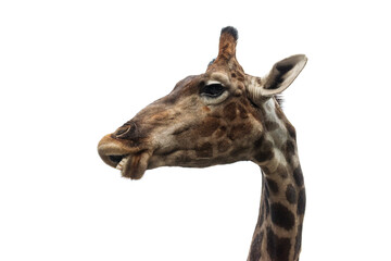 Giraffe funny portrait on isolated background.