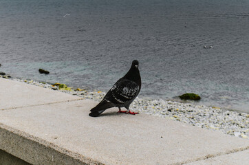 pigeon on the beach