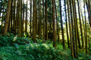 Beautiful green forest in the Alishan Forest Recreation Area in Chiayi, Taiwan.