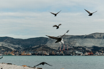 spring coast of the black sea. Novorossiysk bay