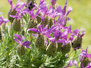 Touffe de fleurs de lavande à toupet ou lavande papillon à bractées  en forme d'ailes couleur...