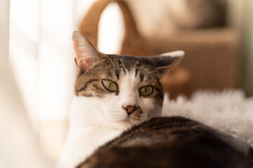 のんびり過ごす猫　キジトラ猫