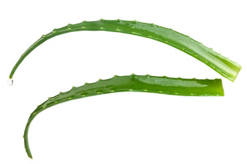 Aloe vera succulent plant leaves with drop side view on white background isolated closeup. Selective focus