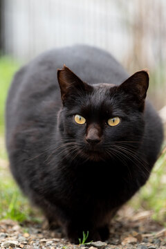 美しい黒猫