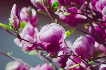 Foto op Canvas Magnolia spring flowers © Roxana
