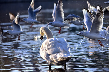 Majestic swan in the water, seagulls flying past in the background © jacobfarphotography