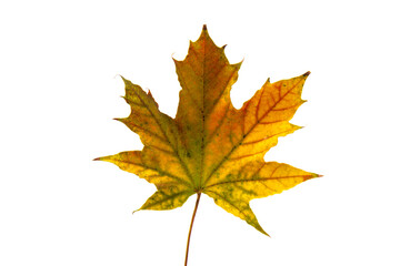 Autumn leaf close-up on white background. rich color background
