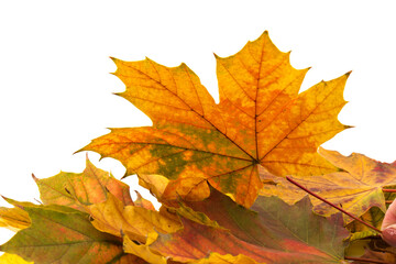 Naklejka na ściany i meble Autumn leaf close-up on white background. rich color background