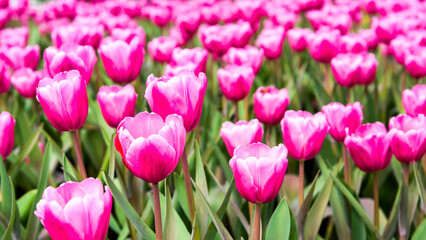 Blooming tulips growing in the park