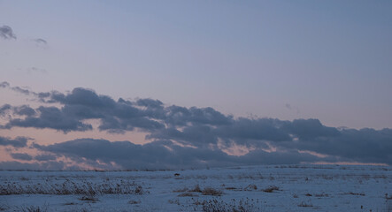 夜明け前の雪原を歩くキタキツネ(北海道北広島市) / A red fox walking in a snowy field before dawn (Kitahiroshima City, Hokkaido)