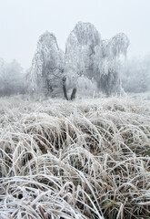 Forest in Winter with frozen trees