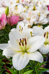 Fototapeta na wymiar Close-up white lily flowers in the garden.