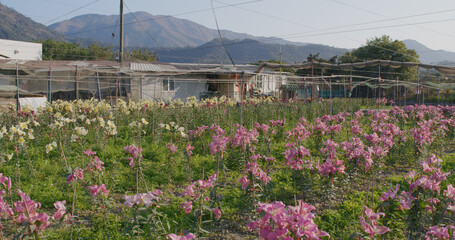 Obraz premium Pink Lily flower farm garden