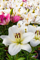 Obraz na płótnie Canvas Close-up white lily flowers in the garden.