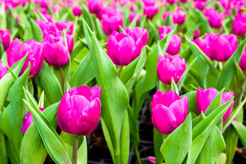 Beautiful tulips growing in the garden.