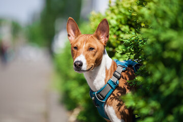 Beautiful Basenji dog walking in the park